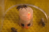 Ρομπότ επικοινωνούν με μέλισσες και ελέγχουν τη συμπεριφορά τους