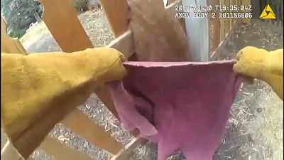 Sauvetage réussi d'un faon pris au piège dans une clôture