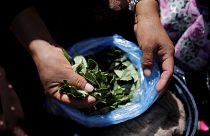 Produtores de folha de coca contra governo boliviano