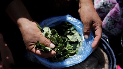 Produtores de folha de coca contra governo boliviano