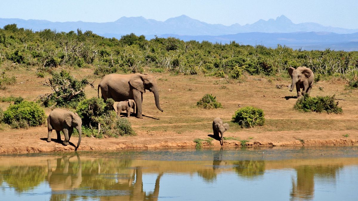 العثور على 87 فيلاً مقتولاً في بوتسوانا في مذبحة صيدٍ غير مسبوقة