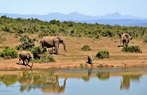 العثور على 87 فيلاً مقتولاً في بوتسوانا في مذبحة صيدٍ غير مسبوقة