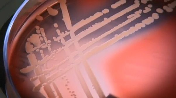 Superbakterium - Antibiotika wirkungslos Superbakterium - Antibiotika wirkungslos