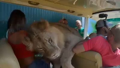 Löwe kuschelt im Safaripark mit Touristen