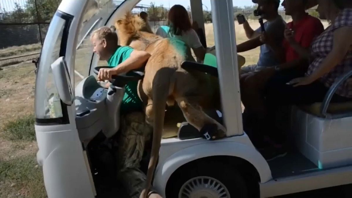 The Crimea zoo that lets you get up close and personal with lions