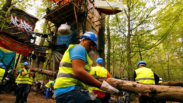 Arbeiter entfernen Äste und umgefallene Bäume im Hambacher Forst. Arbeiter entfernen Äste und umgefallene Bäume im Hambacher Forst.