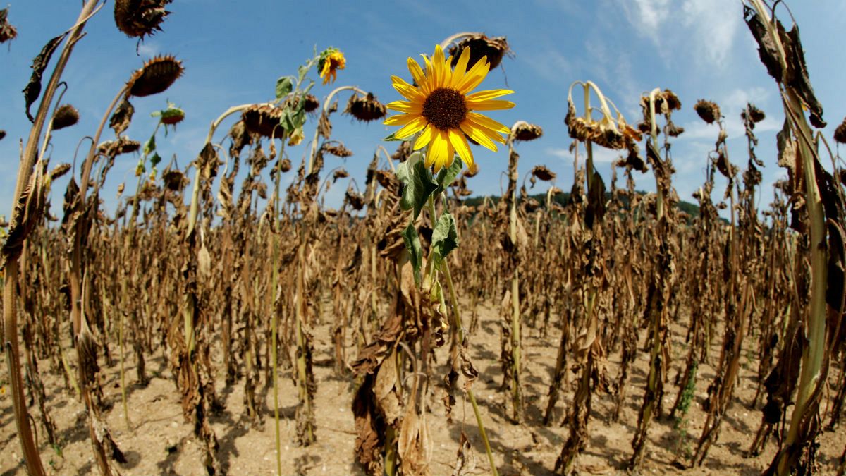 Dried-out sunflowers 