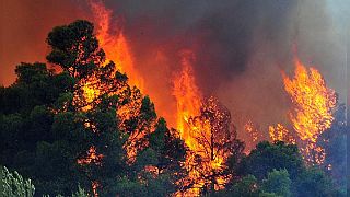 Yπό έλεγχο η φωτιά σε ένα από τα τελευταία παρθένα δάση της Ρόδου