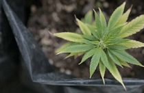 La yerba mate con cannabis florece en Uruguay