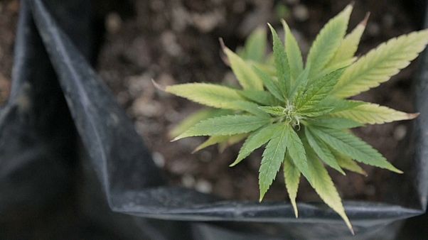 La yerba mate con cannabis florece en Uruguay La yerba mate con cannabis florece en Uruguay