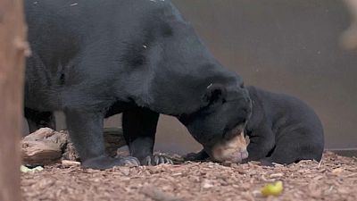 El primer oso malayo nacido en el Reino Unido sale de su guarida