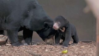 Goldiges Baby: Erster Malaienbär in England geboren