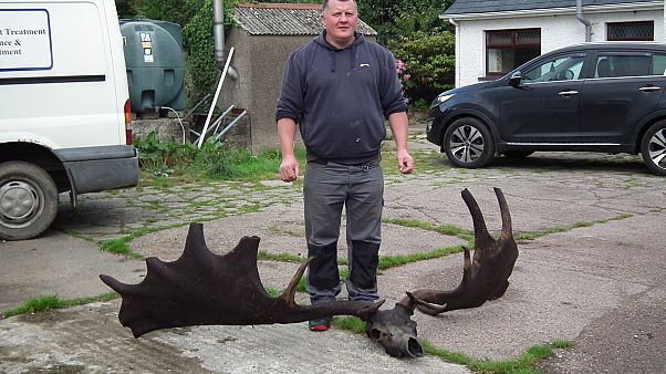 "Pescan" un gigantesco cráneo de un alce irlandés extinguido "Pescan" un gigantesco cráneo de un alce irlandés extinguido