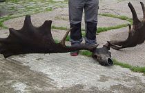 Local fishermen find skull and antlers of extinct Great Irish Elk