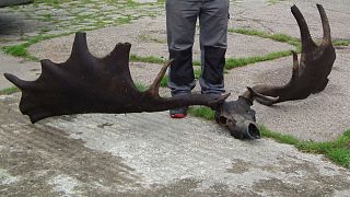 Local fishermen find skull and antlers of extinct Great Irish Elk
