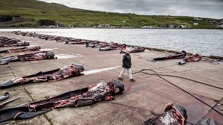 Carcasses of hunted Pilot whales in Jatnavegur, Faroe Islands
