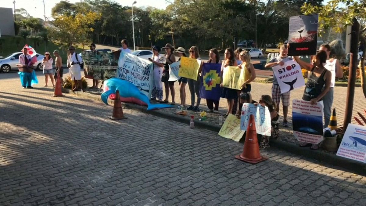 Defensores y detractores de la caza de ballenas miden sus fuerzas en Brasil