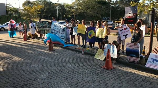 Defensores y detractores de la caza de ballenas miden sus fuerzas en Brasil Defensores y detractores de la caza de ballenas miden sus fuerzas en Brasil
