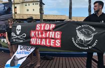 Baleines : la chasse continue