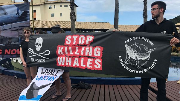 Baleines : la chasse continue Baleines : la chasse continue