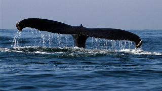 Rejeitada proposta de santuário para baleias 