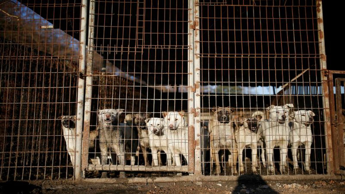 مقامات ویتنامی به پایتخت‌نشینان هانوی: گوشت سگ نخورید
