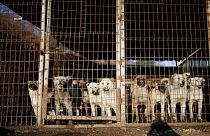 مقامات ویتنامی به پایتخت‌نشینان هانوی: گوشت سگ نخورید