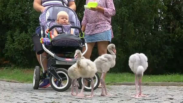 شاهد: صغار النحام الوردي تتجول بين الزوار في حديقة للحيوانات ببراغ