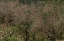Xylella: non solo Puglia, allarme rosso in mezza Europa