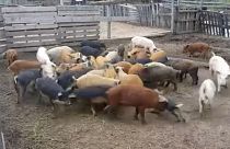 Uniós segítséget kért a román miniszterelnök a sertéspestis-járvány miatt