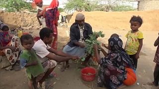 Yemenliler yaprak yiyerek ayakta kalmaya çalışıyor
