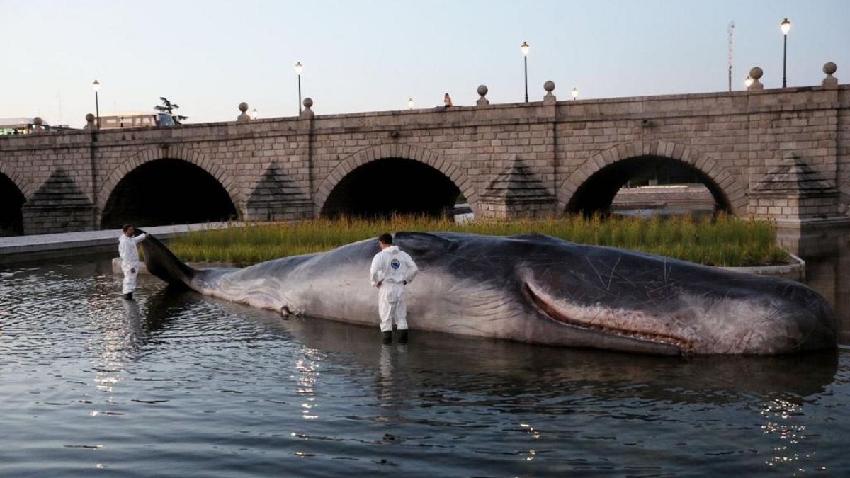 ¿Qué hace un cachalote varado en el río Manzanares de Madrid?