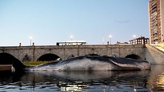 Life-size art installation of sperm whale spotted in Madrid's riverbank