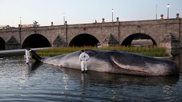 ¿Qué hace un cachalote varado en el río Manzanares de Madrid? ¿Qué hace un cachalote varado en el río Manzanares de Madrid?