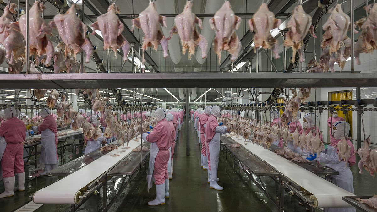 Jiangsu, China, June 16, 2016. Chicken processing plant. © George Steinmetz