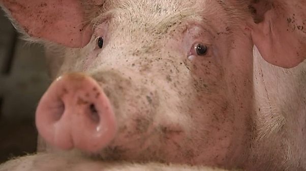 Schweinepest hat Belgien erreicht Schweinepest hat Belgien erreicht