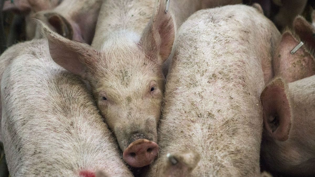 Belgium records first cases of African swine fever