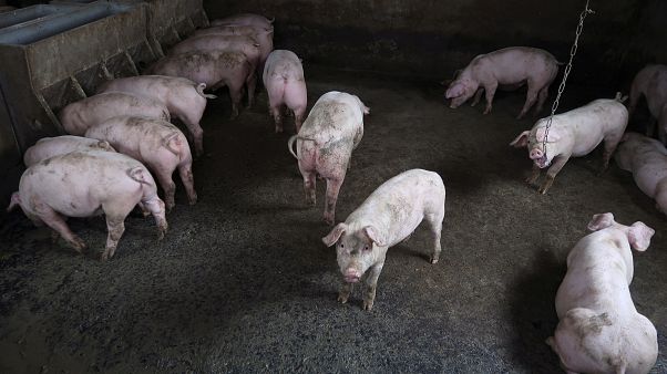 La fièvre porcine africaine aux portes de la France La fièvre porcine africaine aux portes de la France