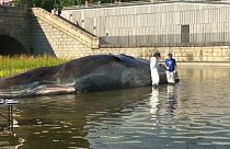 Кит "выбросился" на берег реки в Мадриде