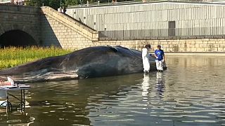 Uma baleia na cidade de Madrid