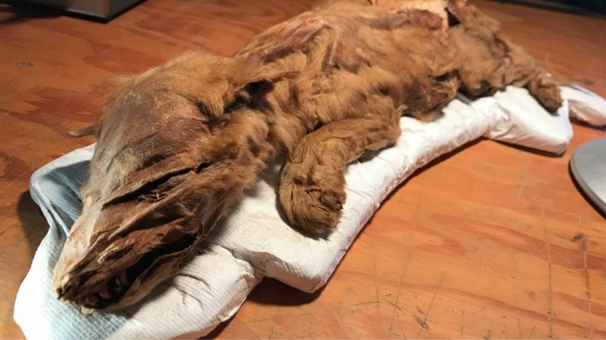 'Spectacular' wolf cub and calf more than 50,000 years old unveiled in Canada