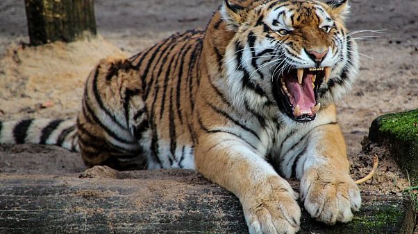 Hindistan'da 13 can alan kaplanı yakalamak ünlü avcıya düştü Hindistan'da 13 can alan kaplanı yakalamak ünlü avcıya düştü