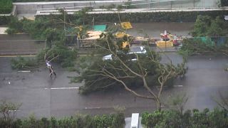 A driver removes a fallen tree during Typhoon Mangkhut in Hong Kong