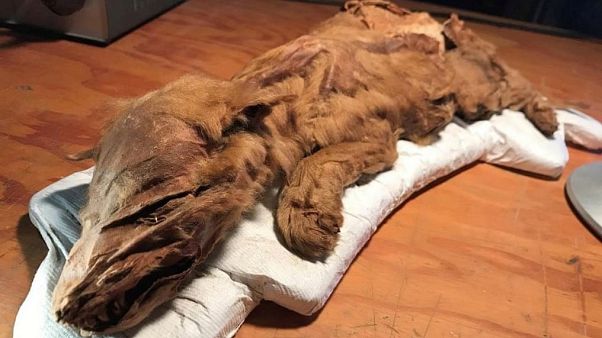Kanada'da 50 bin yıllık yavru kurt ve geyik sergide Kanada'da 50 bin yıllık yavru kurt ve geyik sergide