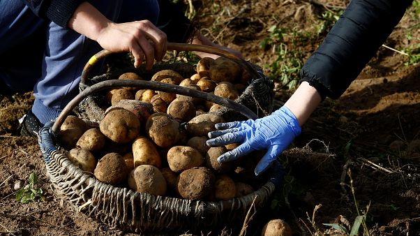 tarım patates tarım patates
