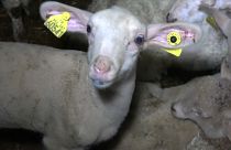 Maltraitance animale : ouverture du procès d'un abattoir à Pau