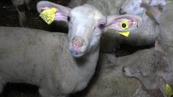 Maltraitance animale : ouverture du procès d'un abattoir à Pau Maltraitance animale : ouverture du procès d'un abattoir à Pau