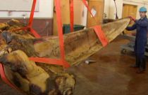 Watch: Museum staff show preservation process of whale skeleton