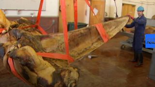 Watch: Museum staff show preservation process of whale skeleton