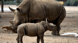 Un safari israelí presenta a la bebé rinoceronte al resto de la manada